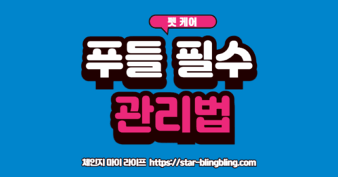 푸들 관리법'의 세 가지 핵심인 빗질, 슬개골 관리, 놀이를 하는 푸들의 모습