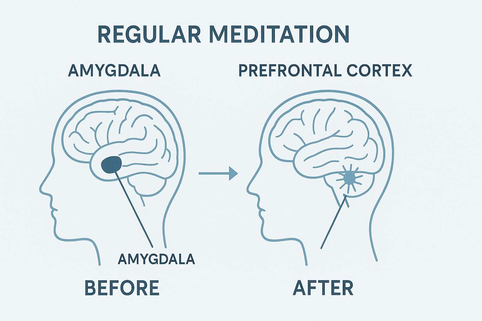 10분 명상이 뇌의 편도체 크기와 전두엽 활동에 미치는 영향 인포그래픽
