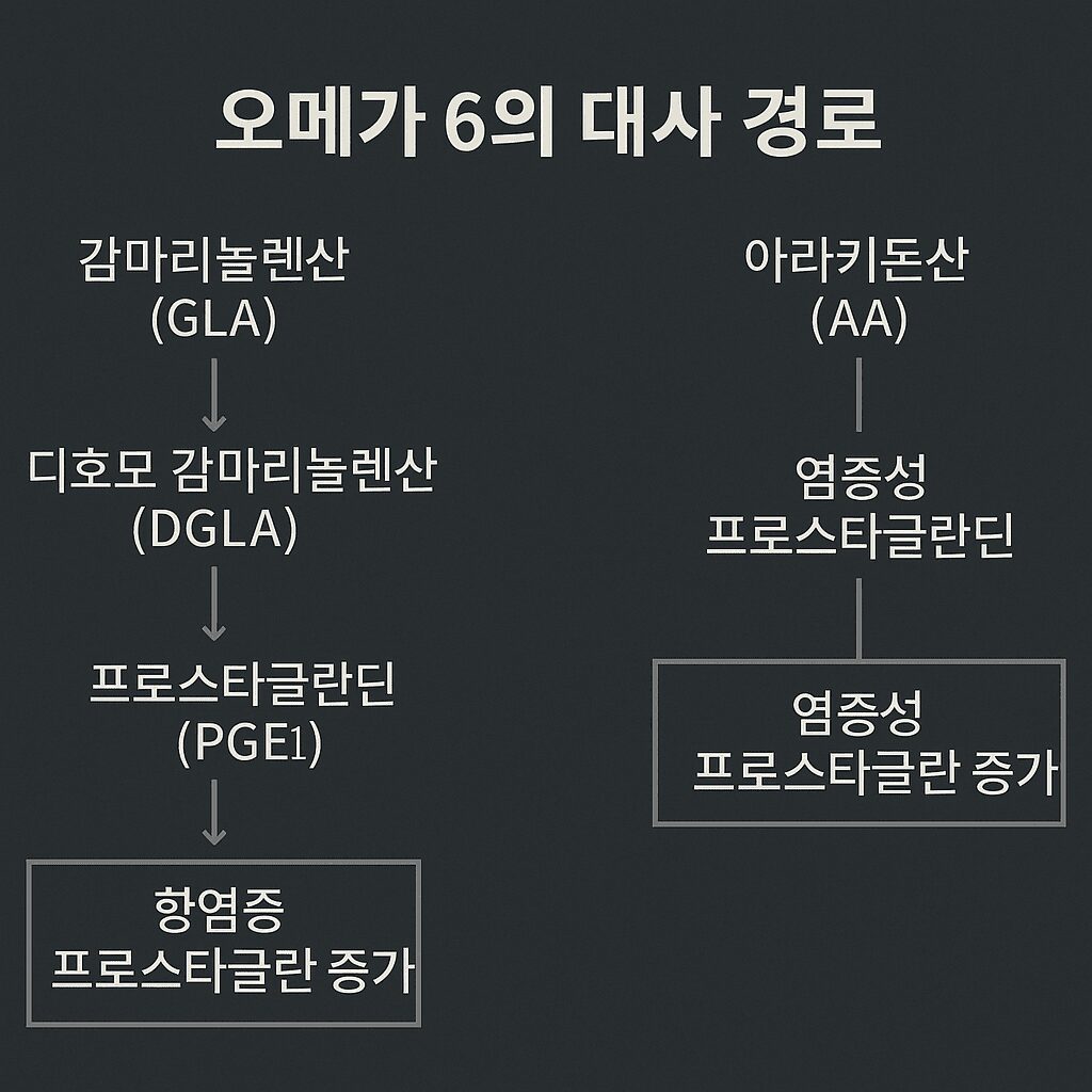 GLA 효과: 감마리놀렌산의 염증성 프로스타글란딘 억제 및 항염증 작용 경로 인포그래픽