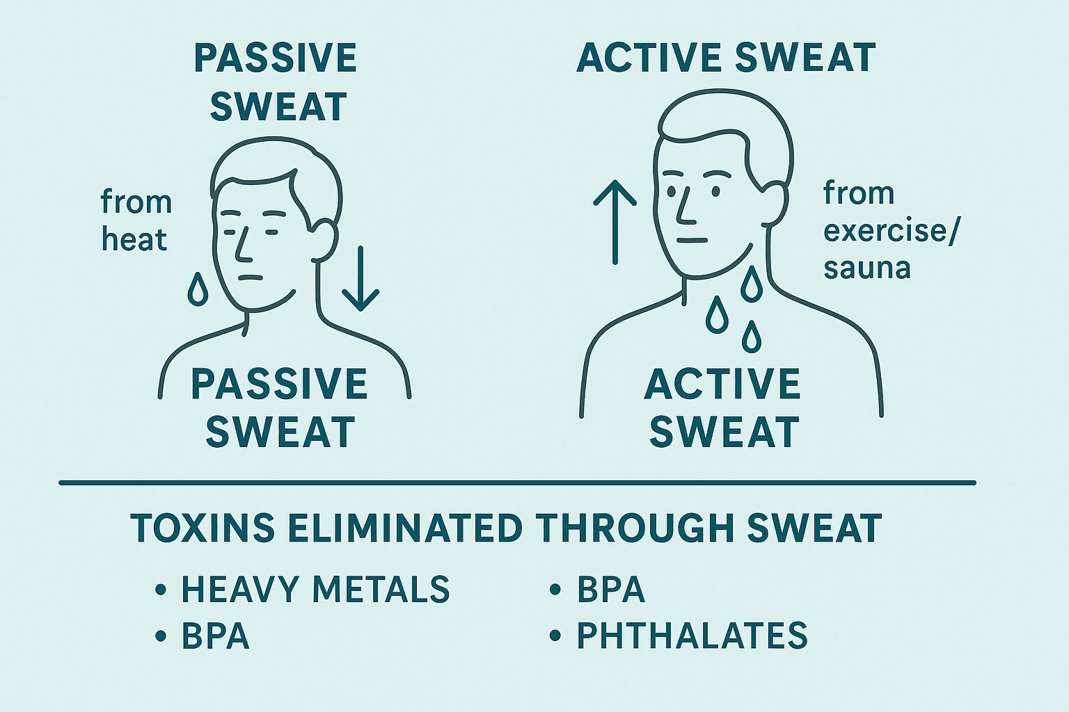 건강한 땀 배출: 독소를 빼주는 진짜 해독 방법 (사우나, 운동 활용법) 땀을 통해 배출되는 중금속, BPA 등 독소 리스트 및 땀 배출 효과 인포그래픽