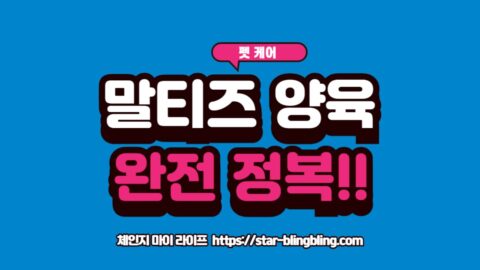 말티즈 키우는 법 가이드라인을 보여주는 귀여운 하얀색 말티즈 강아지 이미지