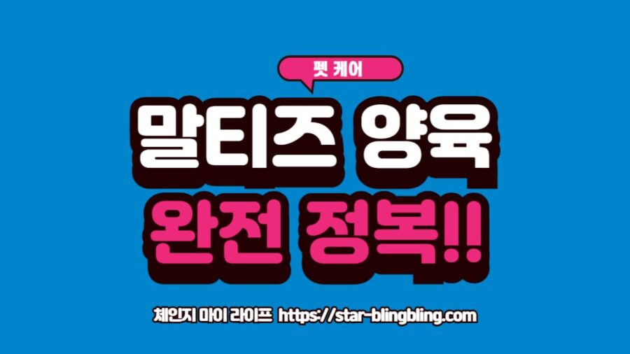 말티즈 키우는 법 가이드라인을 보여주는 귀여운 하얀색 말티즈 강아지 이미지