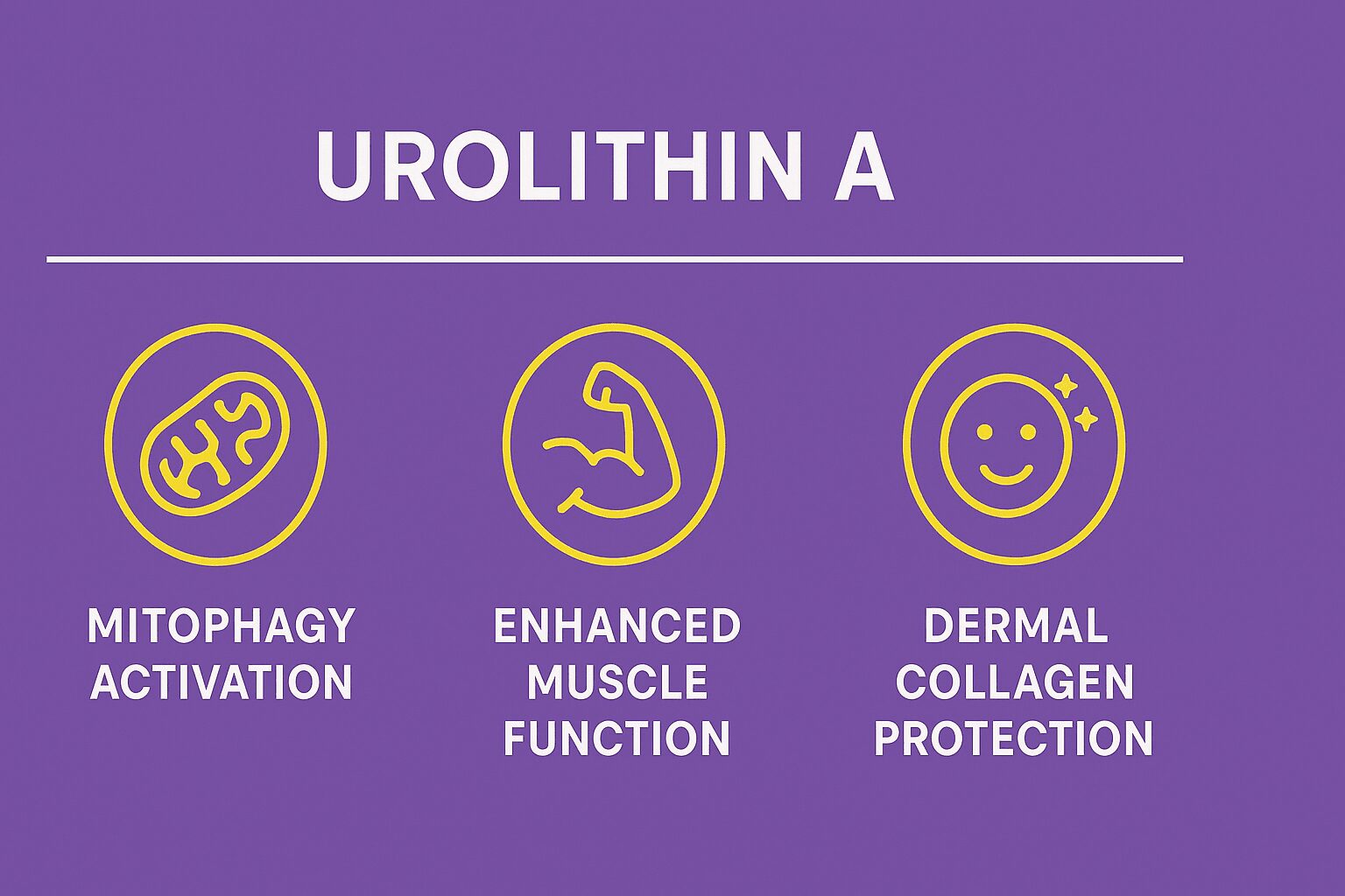 유롤리틴 A가 미토콘드리아, 근육, 피부에 미치는 효과 인포그래픽