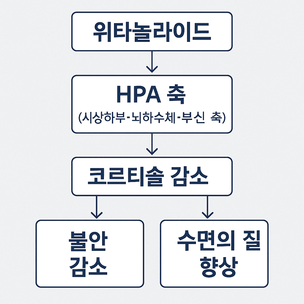 아슈와간다 효과: 위타놀라이드 성분이 HPA축을 조절하여 코르티솔 수치를 낮추는 과학적 원리 인포그래픽