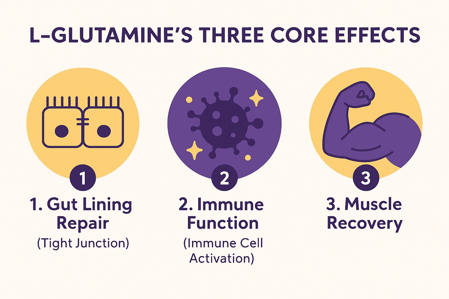 L-글루타민의 장벽 복구, 면역 기능, 근육 회복 효과 3가지 인포그래픽