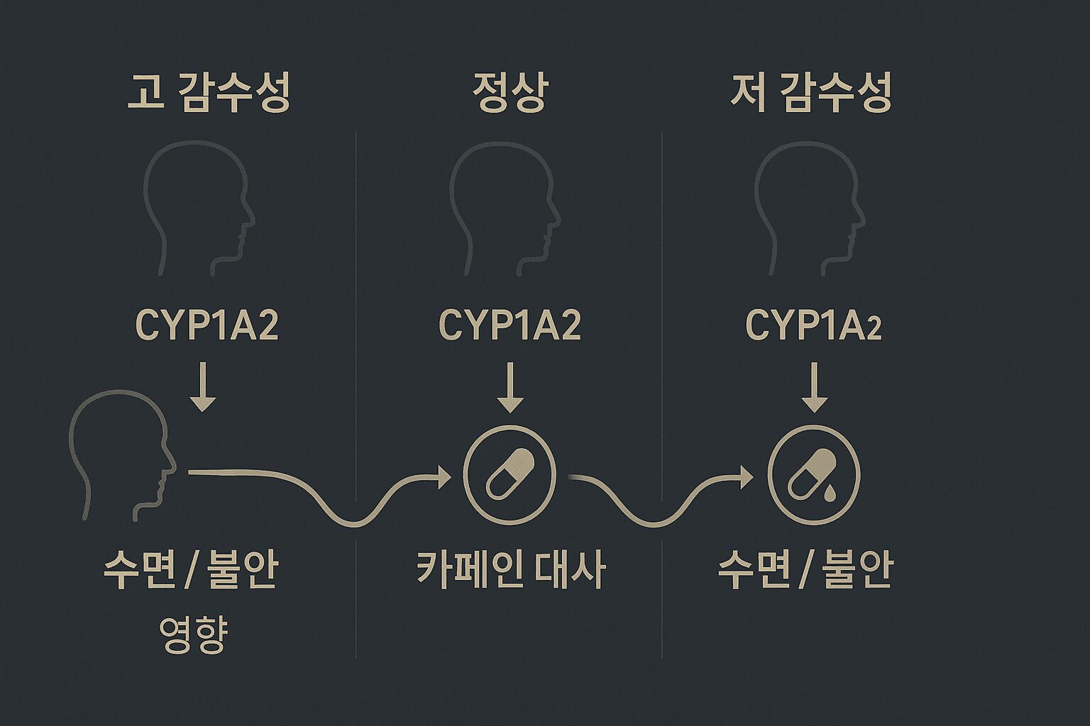 카페인 민감도 유형별 (높음, 보통, 낮음) CYP1A2 유전자에 따른 카페인 분해 속도 비교 인포그래픽