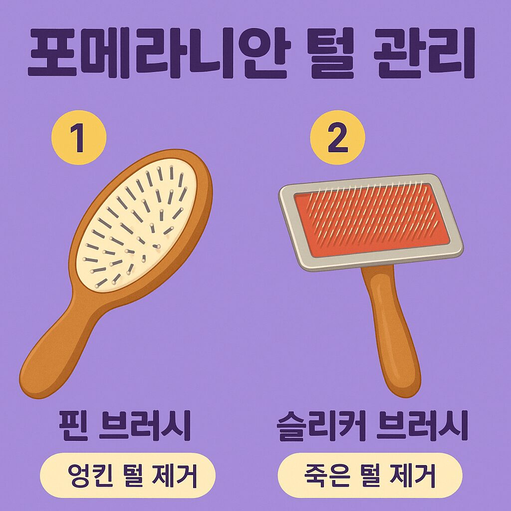 포메라니안 원숭이 시기 털 관리에 필요한 빗질 도구(슬리커 브러시, 핀 브러시) 인포그래픽