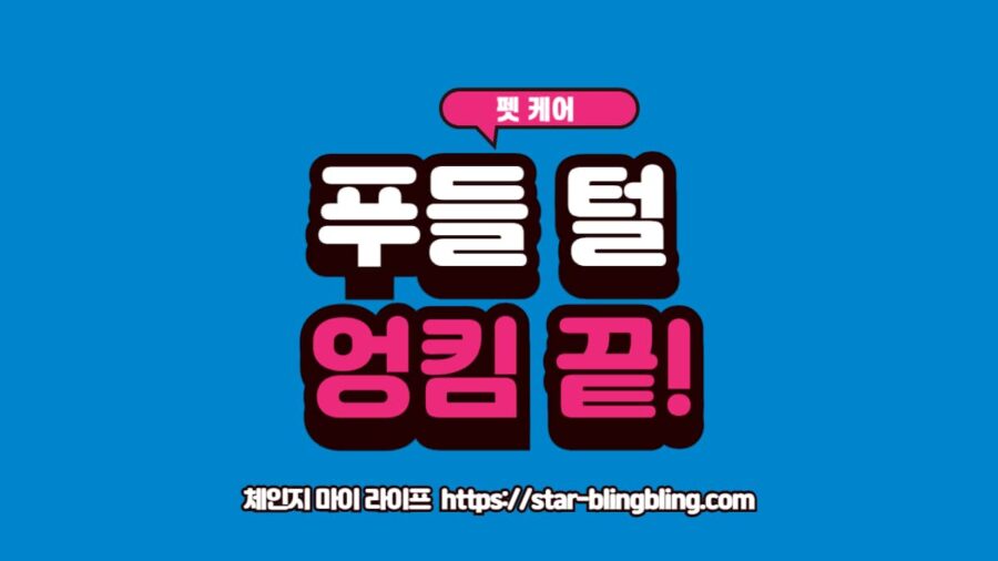 푸들 털 관리를 위한 다양한 크기와 색상의 푸들 종류가 나란히 있는 모습의 이미지