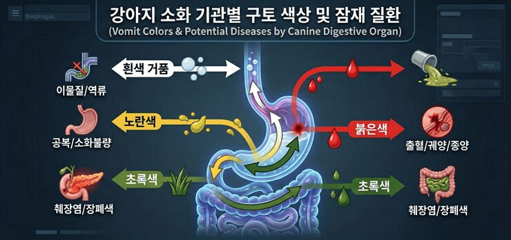 강아지 구토 색깔별 위험도 및 잠재 질환을 비교하는 인포그래픽