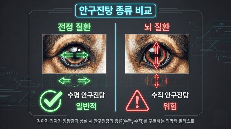 강아지 갑자기 방향감각 상실 시 안구진탕의 종류(수평, 수직)를 구별하는 의학적 일러스트