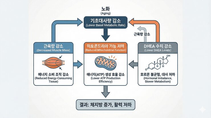 기초대사량 감소와 노화의 관계: 40대부터 찌는 '나잇살'의 진짜 과학적 원인! 기초대사량 감소와 근육량, 미토콘드리아 기능, DHEA 수치의 관계를 보여주는 다이어그램