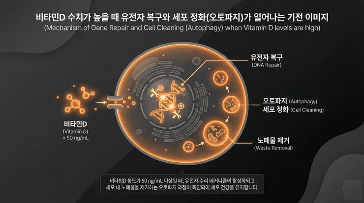 비타민D가 유전자 발현을 조절하여 세포 복구력을 높이는 과정 설명도