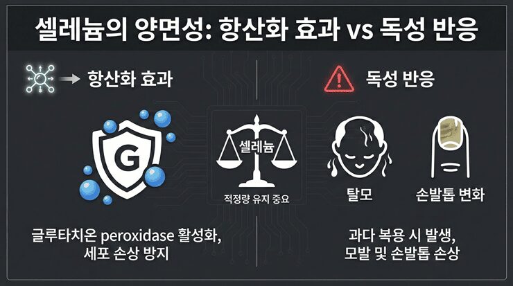 셀레늄 효능이 갑상선 호르몬 변환에 미치는 영향을 설명하는 인포그래픽