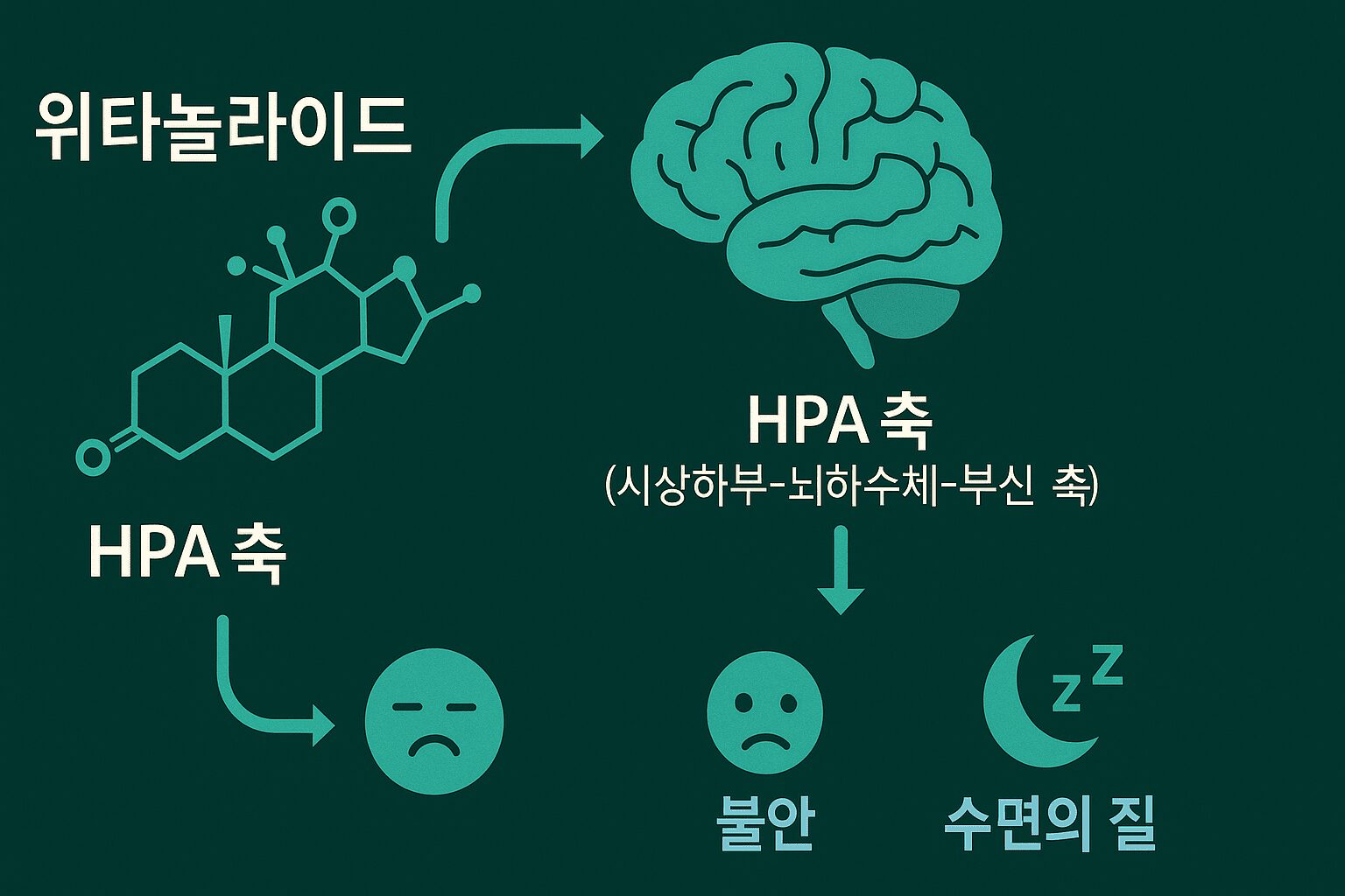 아스타잔틴 효과: 위타놀라이드 성분이 HPA축을 조절하여 코르티솔 수치를 낮추는 과학적 원리 인포그래픽