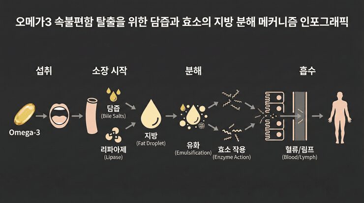 오메가3 속불편함: 비린내와 메스꺼움의 진짜 원인 (산패와 소화 효소의 비밀) 오메가3 속불편함 해결을 위한 담즙과 효소의 지방 소화 메커니즘 인포그래픽