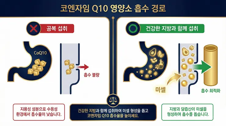코엔자임Q10 흡수율 최적화를 위해 식사 및 지방 섭취 유무에 따른 차이를 분석한 인포그래픽 이미지